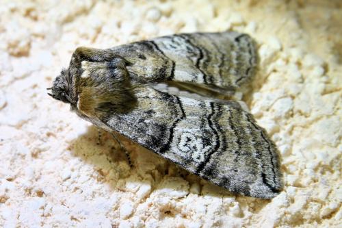 Réf. 336 452 : Tethea ocularis